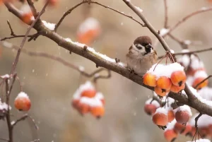 20 січня — яке сьогодні свято та чим особливий цей день