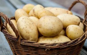 Як підготувати картоплю до посадки