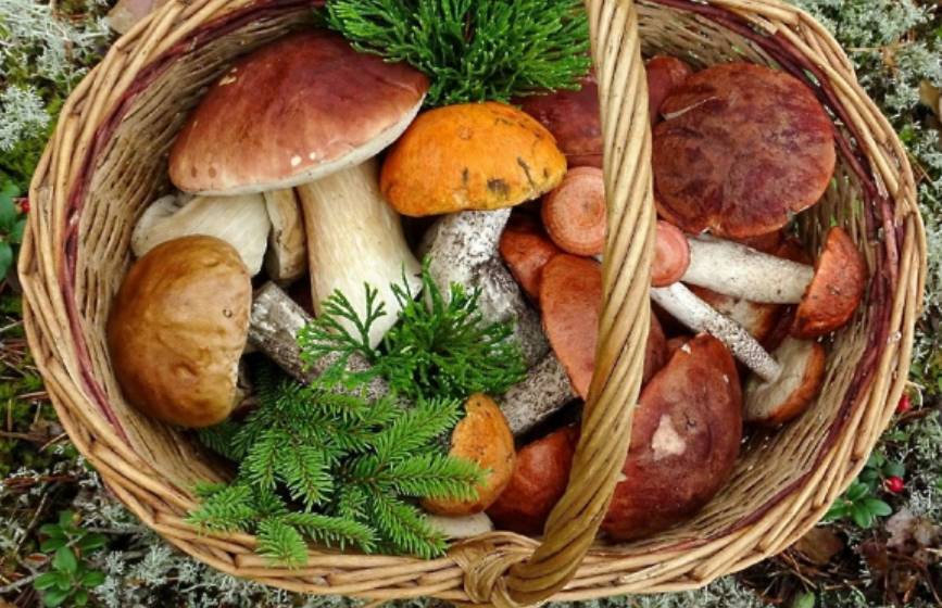 Грибні місця Києва: куди поїхати за грибами на Київщині та де шукати гриби в 2025 році, маршрути та локації