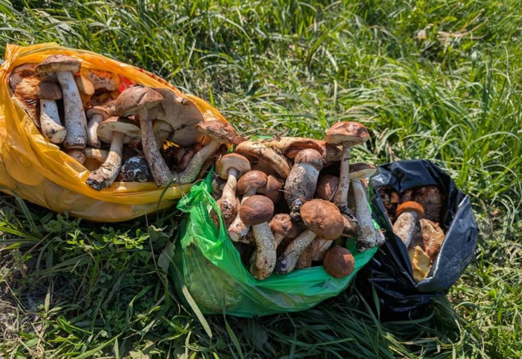 Грибні місця Сумщини: куди поїхати за грибами у Сумах та області, де шукати гриби в 2025 році
