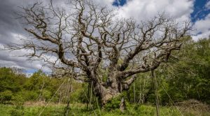 Дізнайтеся, що сталося з дубом Major Oak у Шервудському лісі: факти про загибель дерева Робіна Гуда, можливі причини та його роль для екосистеми. Читайте усі деталі.
