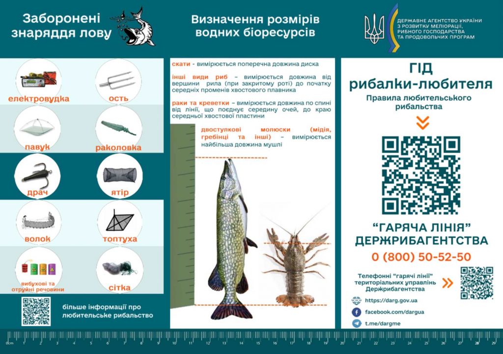 Мінімальні розміри риби в Україні: що заборонено ловити та які діють штрафи в 2026 році