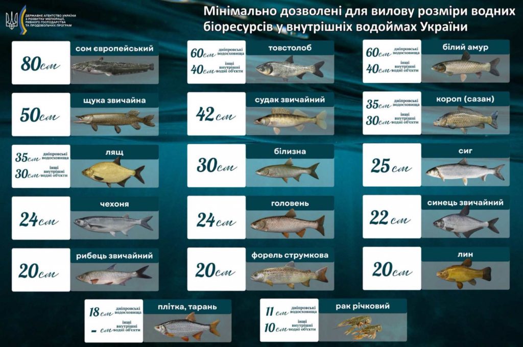 Мінімальні розміри риби в Україні: що заборонено ловити та які діють штрафи в 2026 році