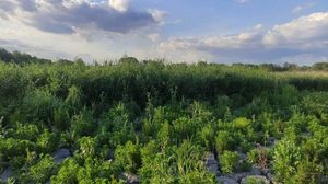 Російські війська намагаються просуватися до Запоріжжя дном Каховського водосховища, використовуючи зарості та малі піхотні групи.