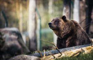 На Алтаї ведмідь розірвав намет, витягнув 29-річну туристку та смертельно напав на неї біля Телецкого озера. Що відомо про трагедію.