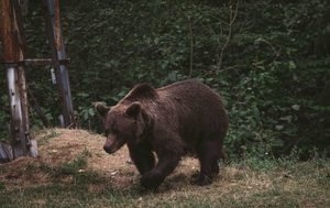 У Красноярському краї ведмідь убив двох жінок, які пішли по гриби. Їхні тіла знайшли в лісі, а в регіоні посилили заходи безпеки.